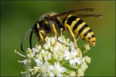 Quel est le nom de cet animal ?