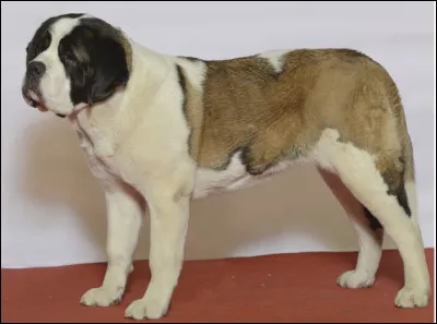 Quel est le nom de cette race de chien de montagne, dress&eacute; comme chien de recherche en avalanche ?