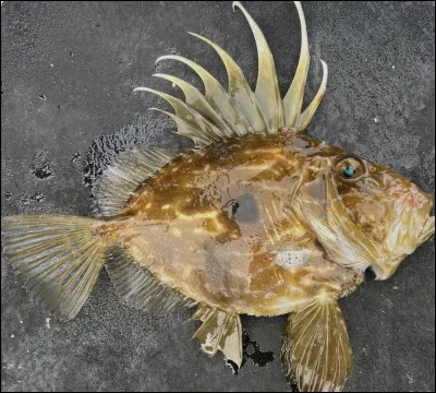 Quel est le nom de ce poisson marin consid&eacute;r&eacute; en cuisine comme le meilleur poisson du monde ?