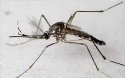 Dans la nature, combien de temps vit en moyenne un moustique m&acirc;le ?