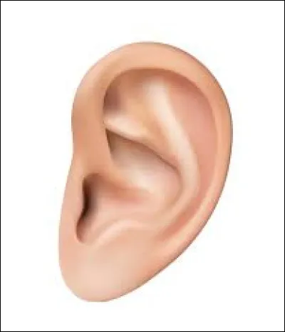 Avec le marteau et l'enclume, quel est le nom du troisi&egrave;me osselet de l'oreille ?