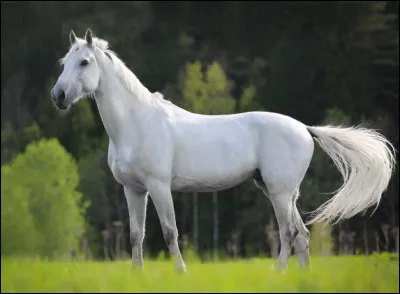 Quels sont tes animaux pr&eacute;f&eacute;r&eacute;s ?