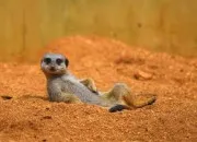 Quiz ~ Quelle est la fausse information ? Sp�cial animaux ~