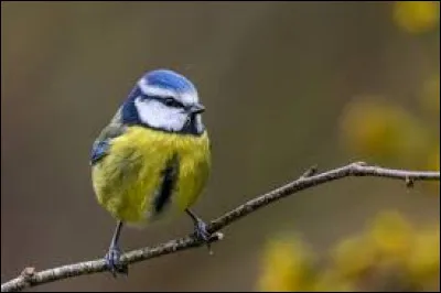 ~ M&eacute;sange bleueQuelle est la fausse information ?