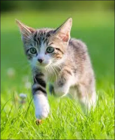 ~ Chat domestiqueQuelle est la fausse information ?