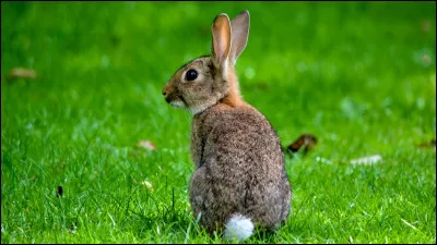 ~ Lapin sauvageQuelle est la fausse information ?