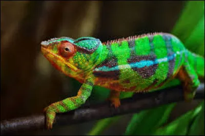 ~ Cam&eacute;l&eacute;on panth&egrave;reQuelle est la fausse information ?