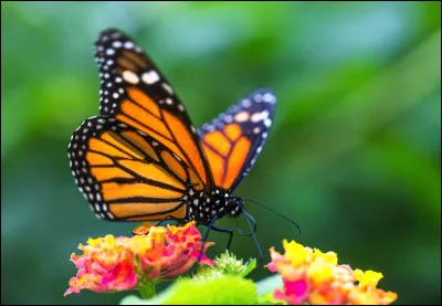 ~ Papillon monarqueQuelle est la fausse information ?