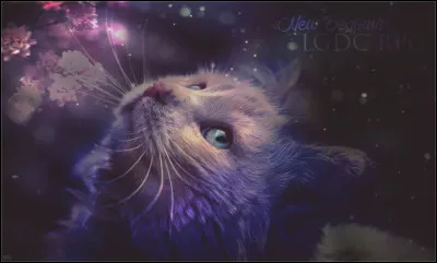 La meilleure qualit&eacute; de ton compagnon/ta compagne.