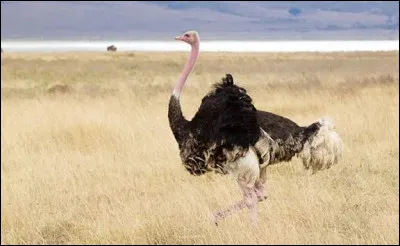 Quelle vitesse de course peut atteindre l'autruche ?