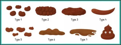 Quel nom porte l'&eacute;chelle visuelle r&eacute;partissant les selles humaines en sept types ?