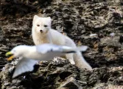 Quiz ~ Quiz sur les renards polaires