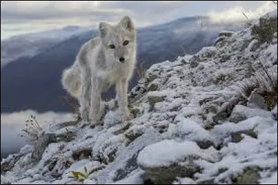 Vrai ou faux ?En &eacute;t&eacute;, son pelage devient gris-brun.