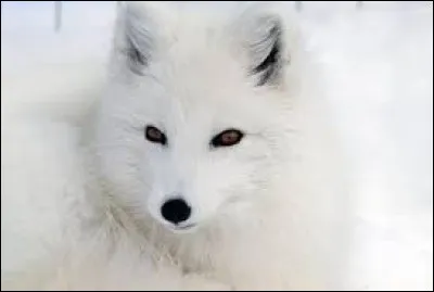 Il est de l'ordre des :