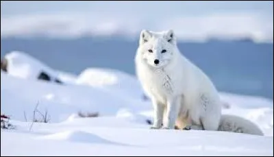 Qu'est-ce qui recouvre ses coussinets pour le prot&eacute;ger du froid ?
