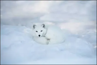 Vrai ou faux ?Sa queue mesure environ le tiers de la longueur de son corps.