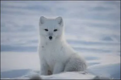 Quels sont ses principaux habitats ?