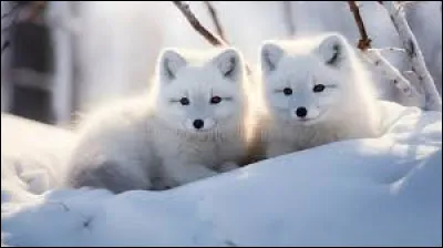 Quels sont ses pr&eacute;dateurs naturels ?