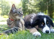 Quiz Botanique - Les plantes ayant le plus de risques de tuer les chiens et les chats