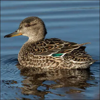 Quel est le nom vernaculaire donn&eacute; &agrave; certains canards de surface de petite taille ?