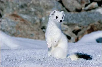 Lequel de ces films n'est pas tir&eacute; d'une histoire vraie ?