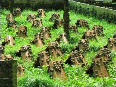 Quel nom d&eacute;signe un &eacute;leveur d'escargots ?