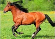 Quiz Vive le cheval !