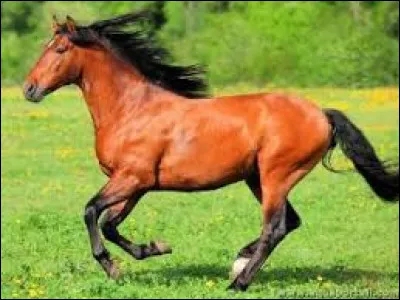 Quelle est la robe de ce cheval ?