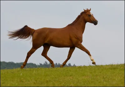 Quelle est la robe de ce cheval ?