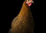 Quiz Races de poules