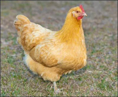 Quelle est cette poule ?