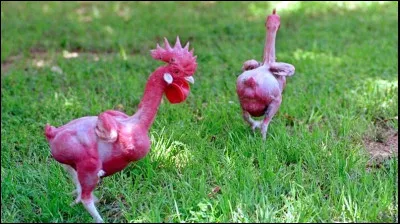 Cette poule existe-t-elle ?