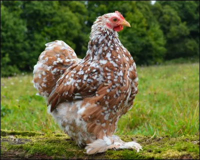 Quelle est la race de cette poule ?