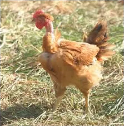 Quelle est cette poule ?