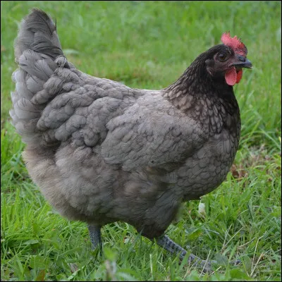 Quelle est cette poule ?