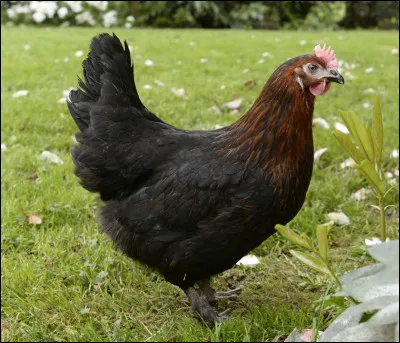 Quelle est cette poule ?