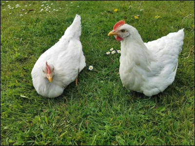 Quelle est cette poule ?