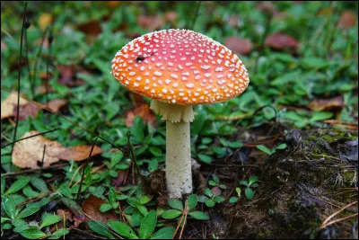 Le champignon est venimeux.