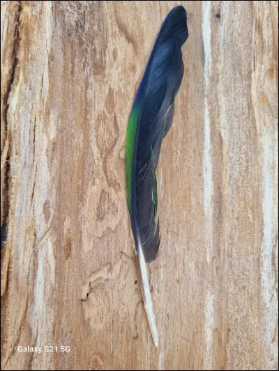 Vrai ou faux ?Jolie Plume a d&eacute;j&agrave; tu&eacute; un chat.