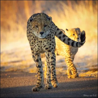 Qu'est-ce que c'est ?