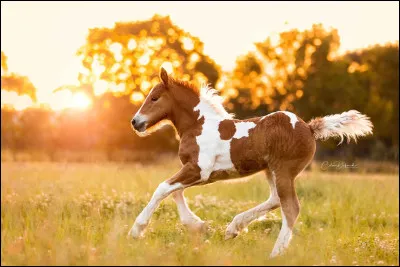 Combien de temps apr&egrave;s sa naissance, un poulain peut-il galoper ?