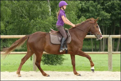 O&ugrave; peut-on travailler (en selle) ?
