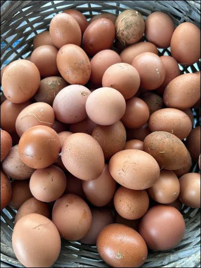 Lequel de ces animaux pond des &ouml;ufs ?