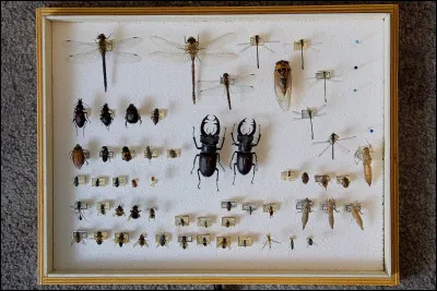 Quel animal poss&egrave;de une langue extr&ecirc;mement longue pour attraper des insectes ?