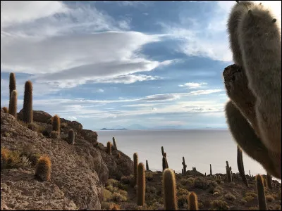 Quel est le nom de l'&icirc;le de ce salar, peupl&eacute;e de cactus dont certains atteignent 12 m de haut ?