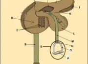 Quiz Vive le cheval 3.0 ! ! !