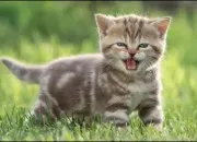 Test Ta vie dans lgdc ; 1 ; TON CLAN