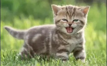 Quiz Test de personnalit�