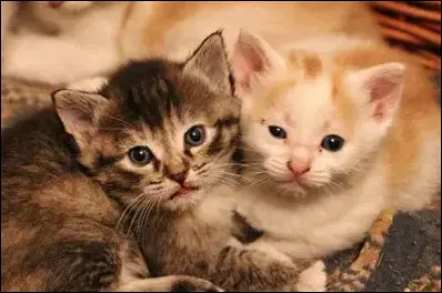 Quel que lune plus tard tes chatons naissent une femelle et un male . Tu les nomment :