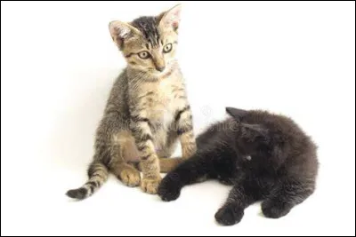 Quel que jour plus tard coeur d'orage d&eacute;barque dans le camp et avoue toute l'histoire a &eacute;toile d'&eacute;pine ; qui accepte de le laisser rejoindre le clan